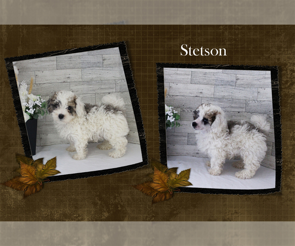 Medium Photo #11 Poodle (Miniature) Puppy For Sale in CHANUTE, KS, USA