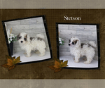 Small #10 Poodle (Miniature)
