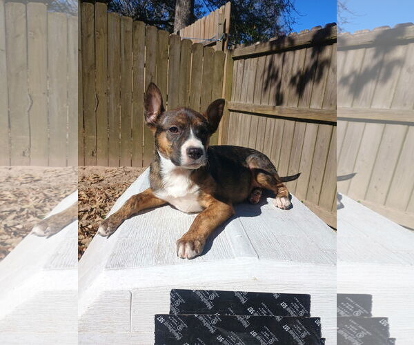 Medium Photo #4 Labrador Retriever-Unknown Mix Puppy For Sale in The Woodlands, TX, USA