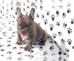 Small Photo #4 French Bulldog Puppy For Sale in NORTHFIELD, IL, USA