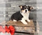 Small Photo #4 Pembroke Welsh Corgi Puppy For Sale in MIDDLEBURY, IN, USA