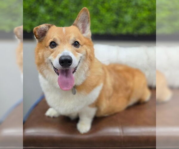 Medium Photo #4 Mutt Puppy For Sale in Chino Hills, CA, USA