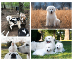 Small Photo #13 Maremma Sheepdog Puppy For Sale in CONWAY, MO, USA