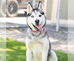 Small #1 Siberian Husky