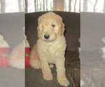 Small Photo #10 Goldendoodle Puppy For Sale in LINCOLN, AL, USA