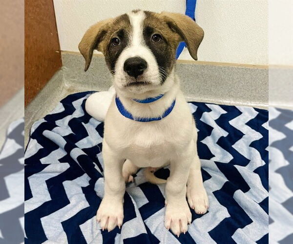 Medium Photo #2 Saint Bernard-Unknown Mix Puppy For Sale in Rancho Cucamonga, CA, USA