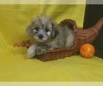 Puppy 3 Goldendoodle-Poodle (Toy) Mix