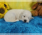 Small Photo #7 English Cream Golden Retriever Puppy For Sale in PEYTON, CO, USA