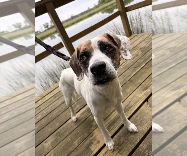 Medium Photo #1 Boxer-Unknown Mix Puppy For Sale in Linton, IN, USA