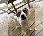Small Boxer Mix