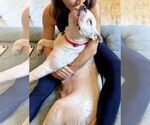 Small #4 American Pit Bull Terrier