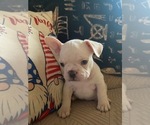 Puppy Snow white French Bulldog