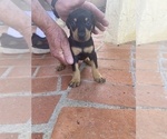 Small Photo #9 Doberman Pinscher Puppy For Sale in SAN DIEGO, CA, USA