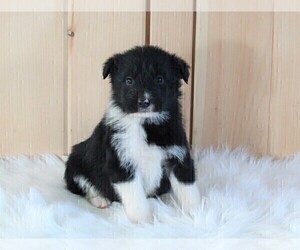 German Shepherd Dog-Portuguese Water Dog Mix Puppy for sale in FREDERICKSBURG, OH, USA