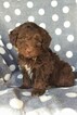 Small Photo #2 Aussie-Poo Puppy For Sale in LANCASTER, PA, USA