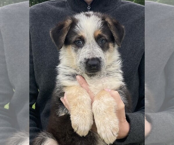 Medium Photo #1 German Shepherd Dog Puppy For Sale in OSTRANDER, OH, USA