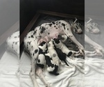 Small Photo #8 Great Dane Puppy For Sale in ANAHEIM, CA, USA