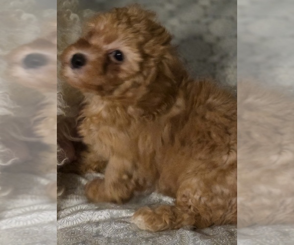 Medium Photo #5 Poodle (Toy) Puppy For Sale in PLANT CITY, FL, USA