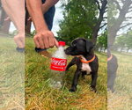 Small #1 Black Mouth Cur Mix