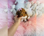 Small #3 Poodle (Toy)