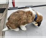 Small Photo #2 Saint Bernard Puppy For Sale in EAST HAMPTON, CT, USA