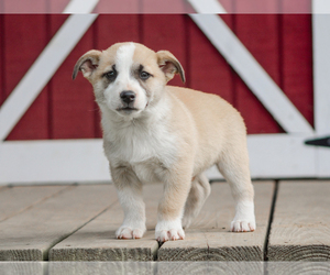 Pembroke Welsh Corgi Puppy for sale in LIBERTY, KY, USA