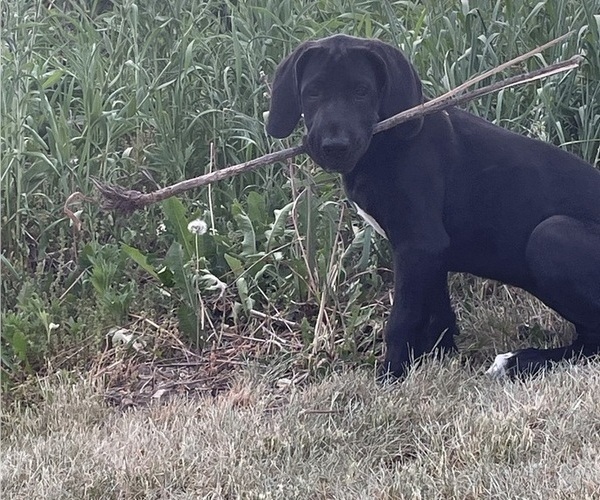 Medium Photo #1 Great Dane Puppy For Sale in Elroy, WI, USA