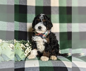 Miniature Bernedoodle Puppy for sale in OXFORD, PA, USA