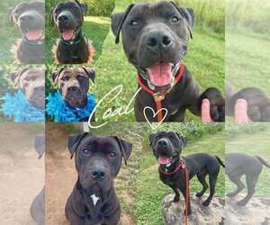 Mutt Dogs for adoption in Rootstown, OH, USA