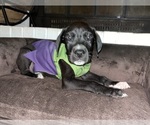 Small Photo #8 Great Dane Puppy For Sale in WINSTON-SALEM, NC, USA