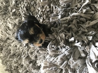 Morkie Puppy for sale in DENTON, TX, USA