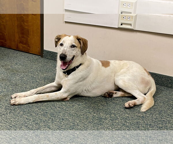Medium Photo #3 Mutt Puppy For Sale in Thomasville, NC, USA