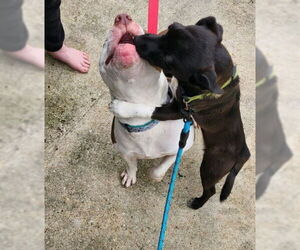 American Pit Bull Terrier-Unknown Mix Dogs for adoption in Oakhurst, NJ, USA