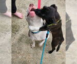 Small American Pit Bull Terrier Mix