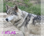 Small Photo #1 Wolf Hybrid Puppy For Sale in FORT PAYNE, AL, USA