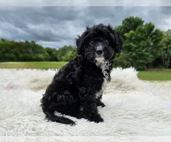 Medium Photo #5 Aussiedoodle Miniature  Puppy For Sale in COLLEGE STA, TX, USA