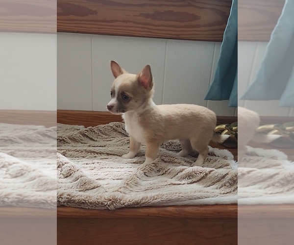 Medium Photo #2 Chihuahua Puppy For Sale in INDIANAPOLIS, IN, USA