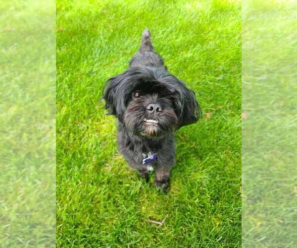 Medium Photo #3 Shih Tzu-Unknown Mix Puppy For Sale in Oak Bluffs, MA, USA