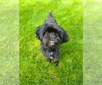 Small #2 Shih Tzu Mix