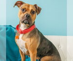 Small #39 Beagle Mix