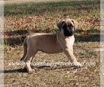 Small #1 Mastiff