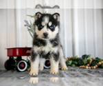 Small Photo #12 Siberian Husky Puppy For Sale in SHREVE, OH, USA