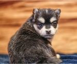 Small #11 Pomsky