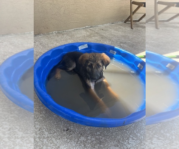 Medium Photo #2 German Shepherd Dog Puppy For Sale in LEHIGH ACRES, FL, USA