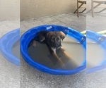 Small #1 German Shepherd Dog