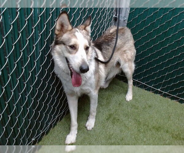 Medium Photo #1 Siberian Husky Puppy For Sale in Downey, CA, USA