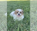 Small #1 Shih Tzu