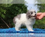 Small #1 Poodle (Toy)