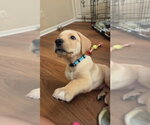 Small #3 Great Dane-Labrador Retriever Mix