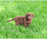 Small #5 Labrador Retriever